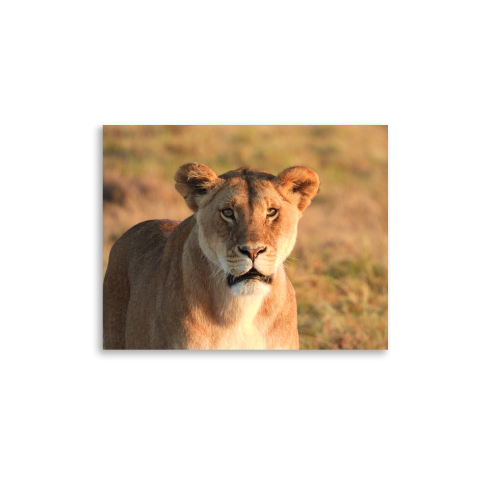 Lioness in Chobe National Park, Botswana - Photo Print