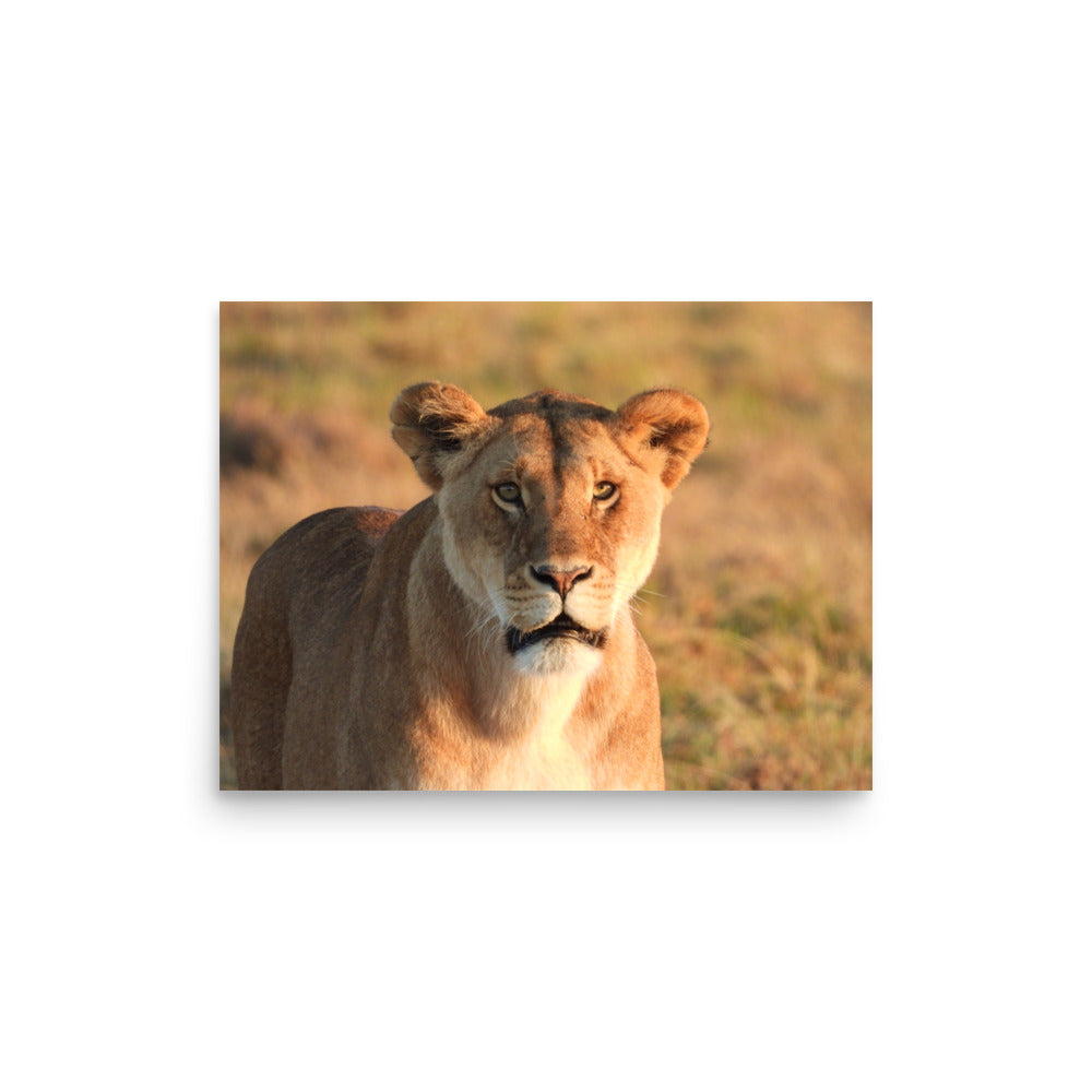 Lioness in Chobe National Park, Botswana - Photo Print