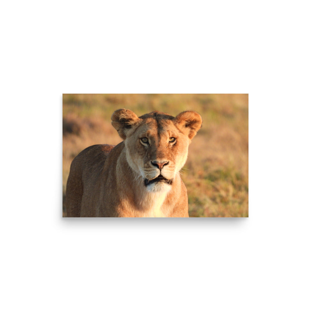 Lioness in Chobe National Park, Botswana - Photo Print