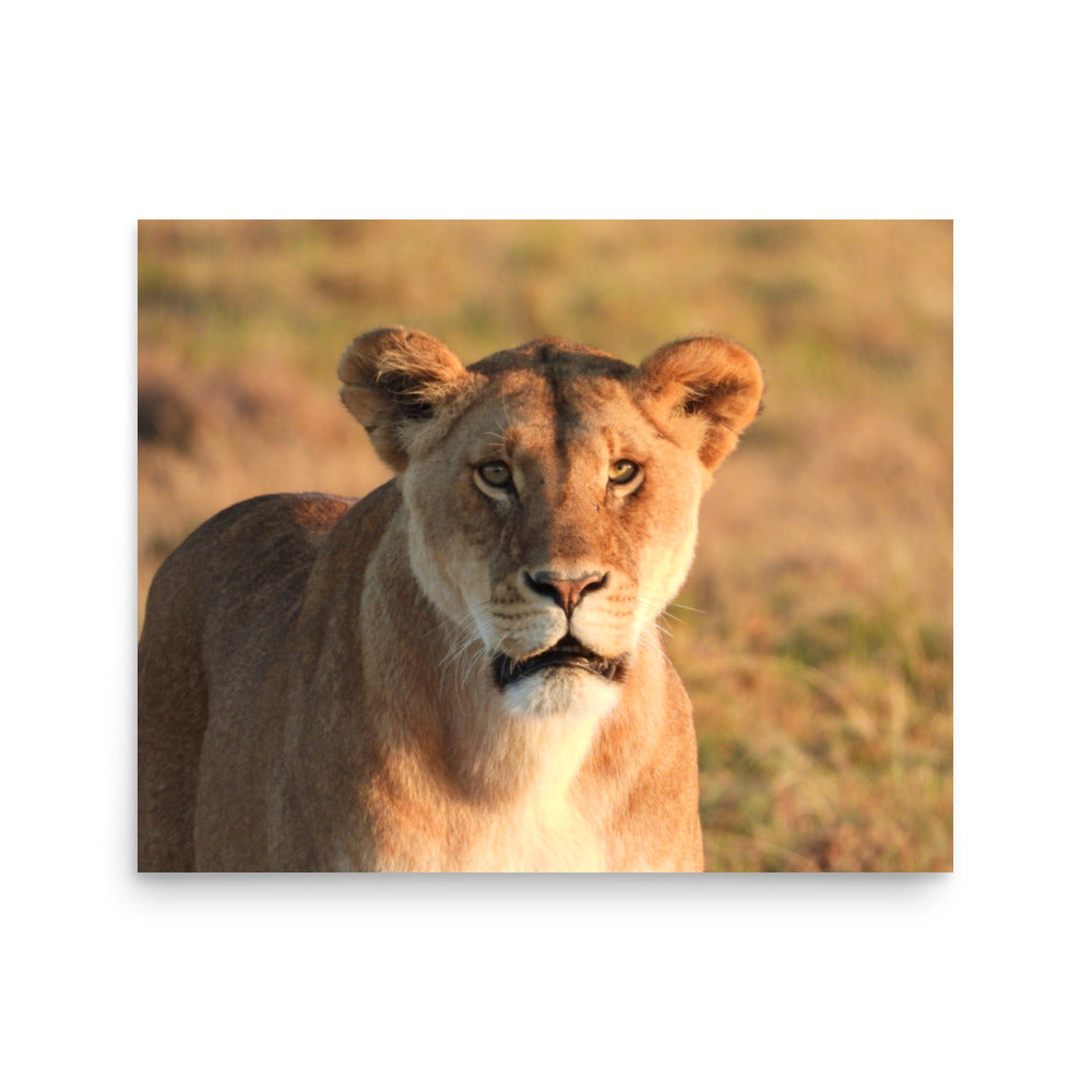 Lioness in Chobe National Park, Botswana - Photo Print