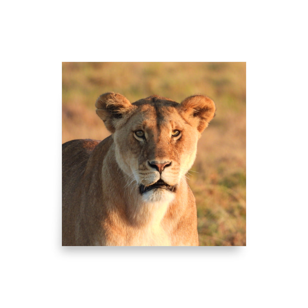 Lioness in Chobe National Park, Botswana - Photo Print