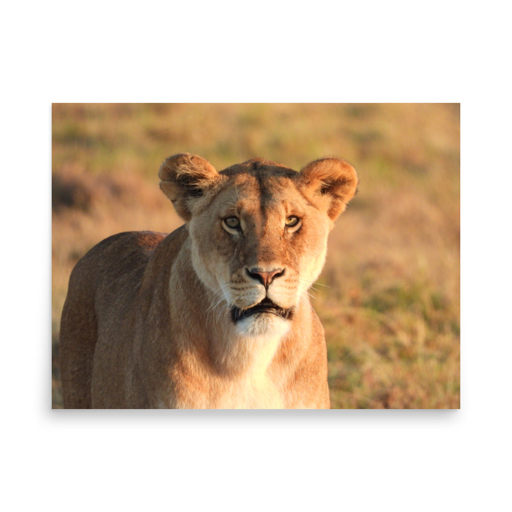 Lioness in Chobe National Park, Botswana - Photo Print