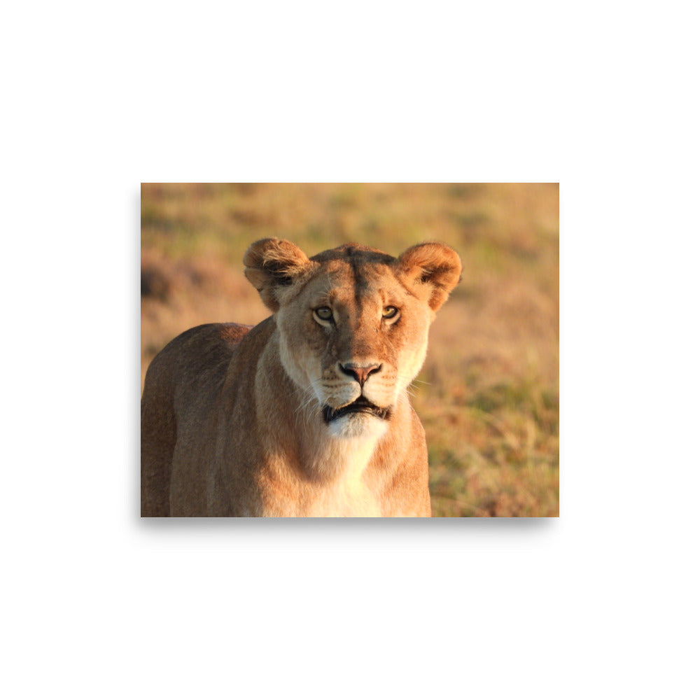 Lioness in Chobe National Park, Botswana - Photo Print
