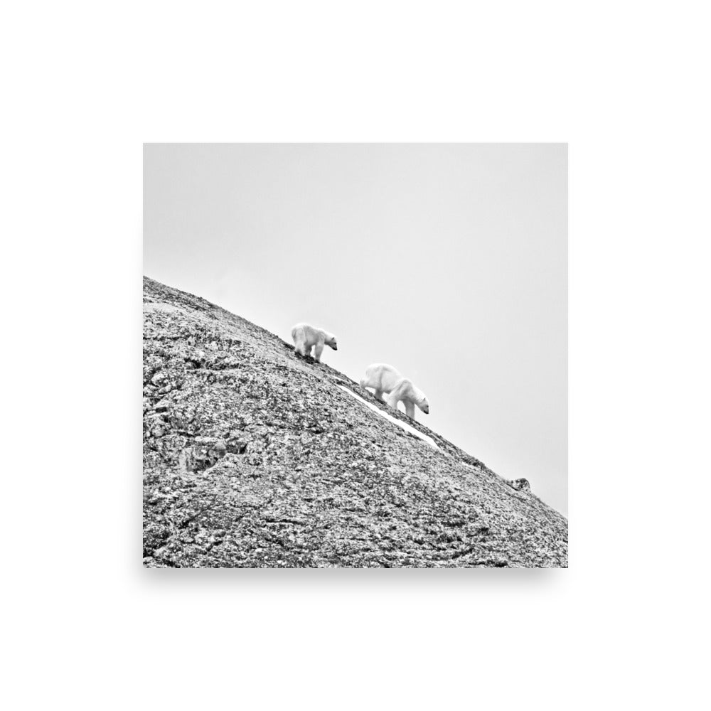 Polar Bears in Svalbard, Norway - Photo Print