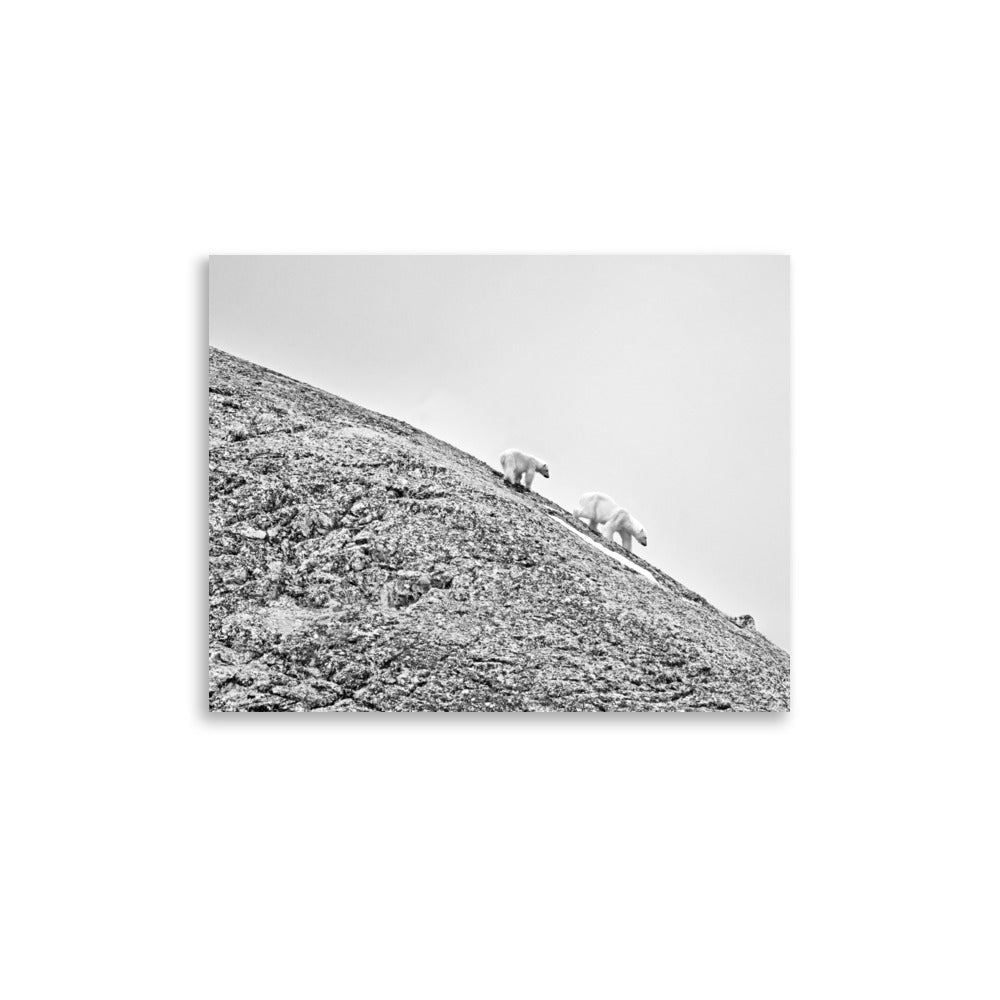 Polar Bears in Svalbard, Norway - Photo Print