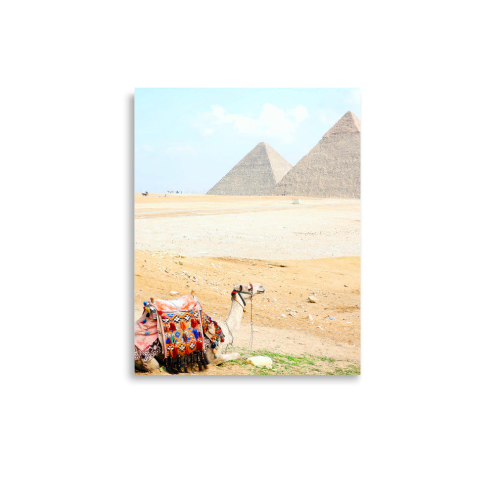 Camel at Pyramids of Giza, Egypt - Photo Print