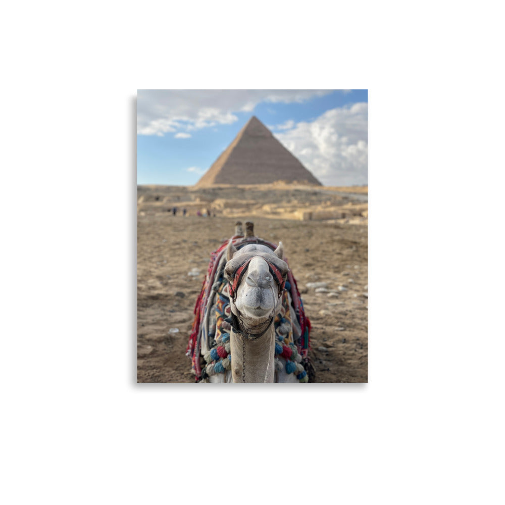 Camel at Pyramids of Giza, Egypt - Photo Print