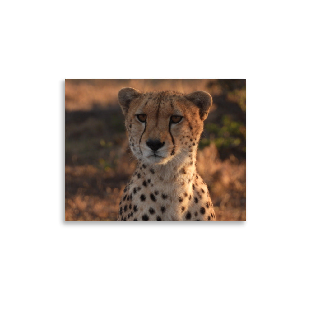 Cheetah in Naboisho Conservancy, Kenya - Photo Print