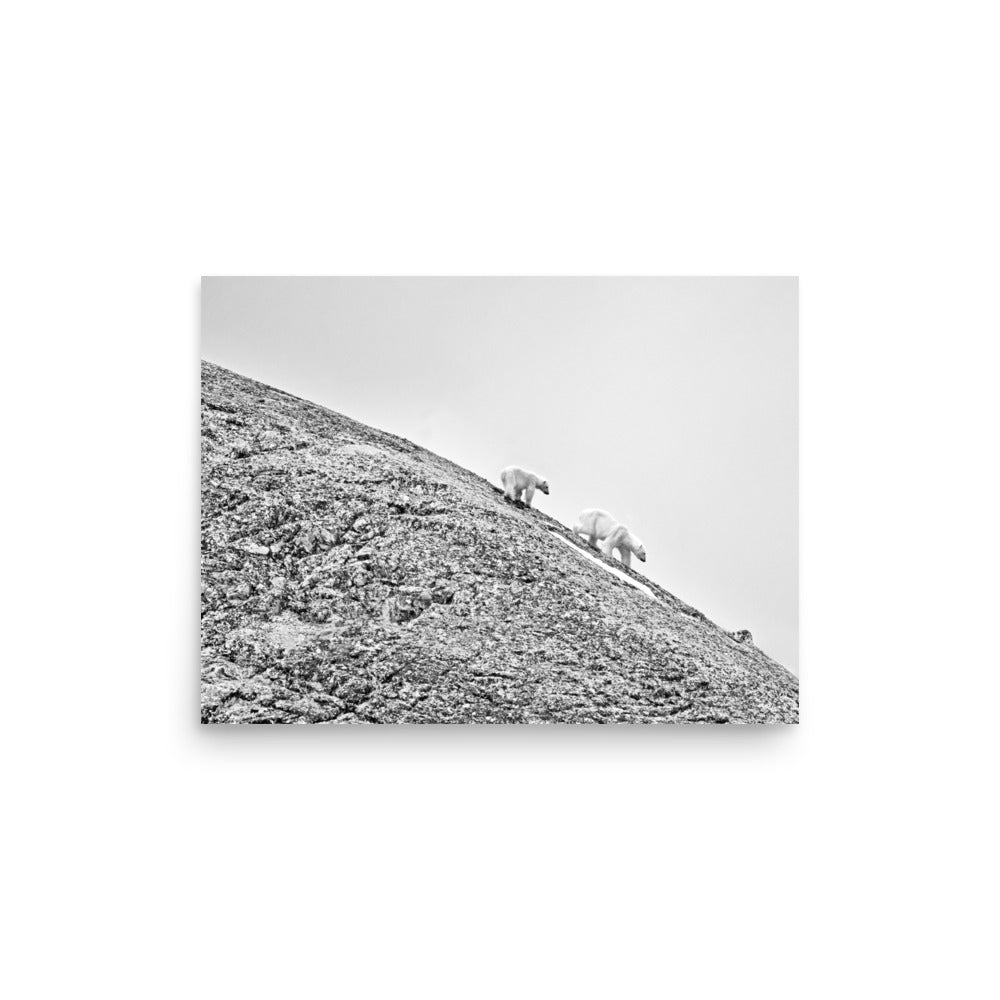 Polar Bears in Svalbard, Norway - Photo Print