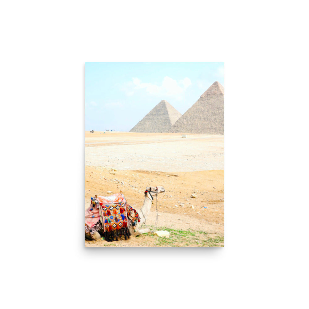 Camel at Pyramids of Giza, Egypt - Photo Print