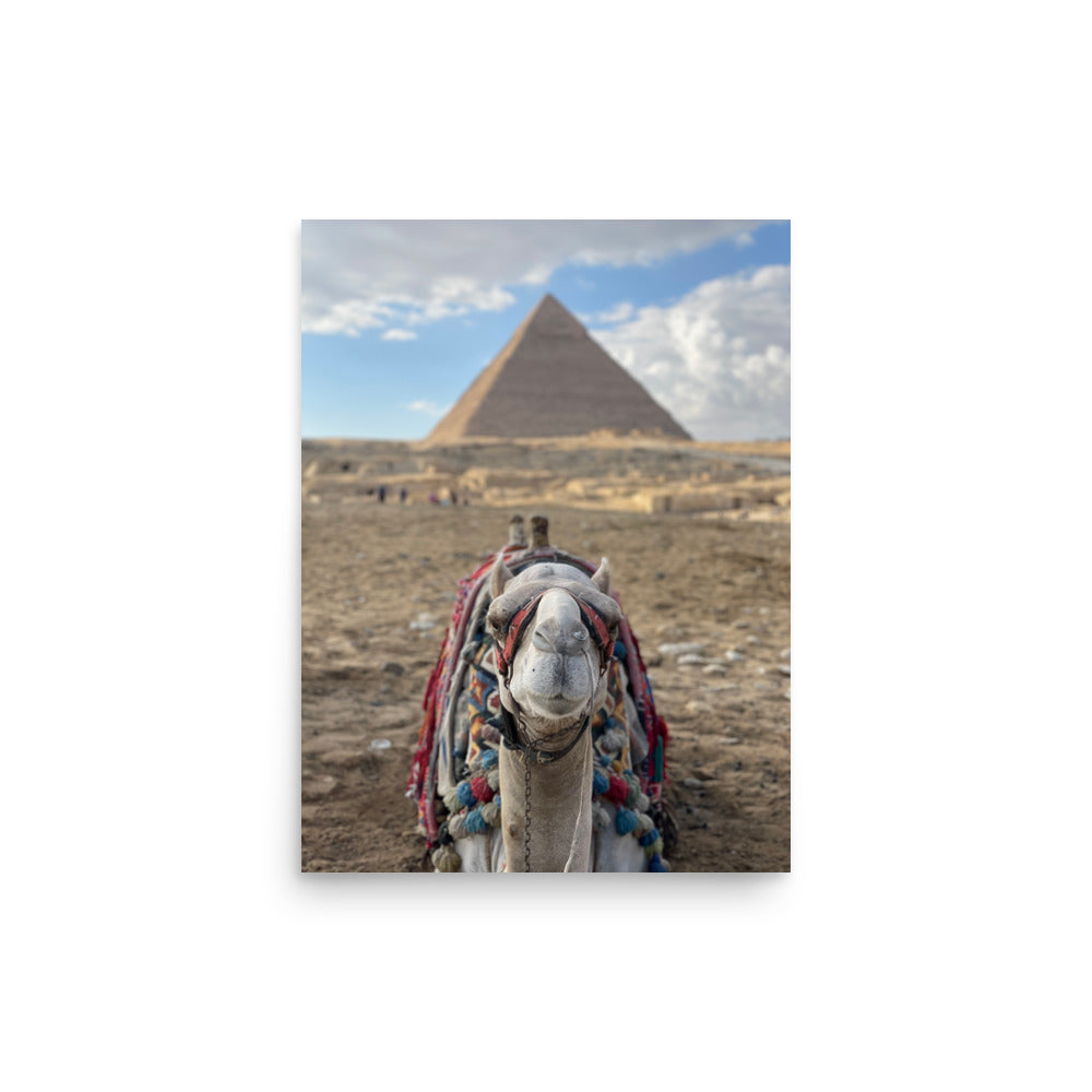 Camel at Pyramids of Giza, Egypt - Photo Print