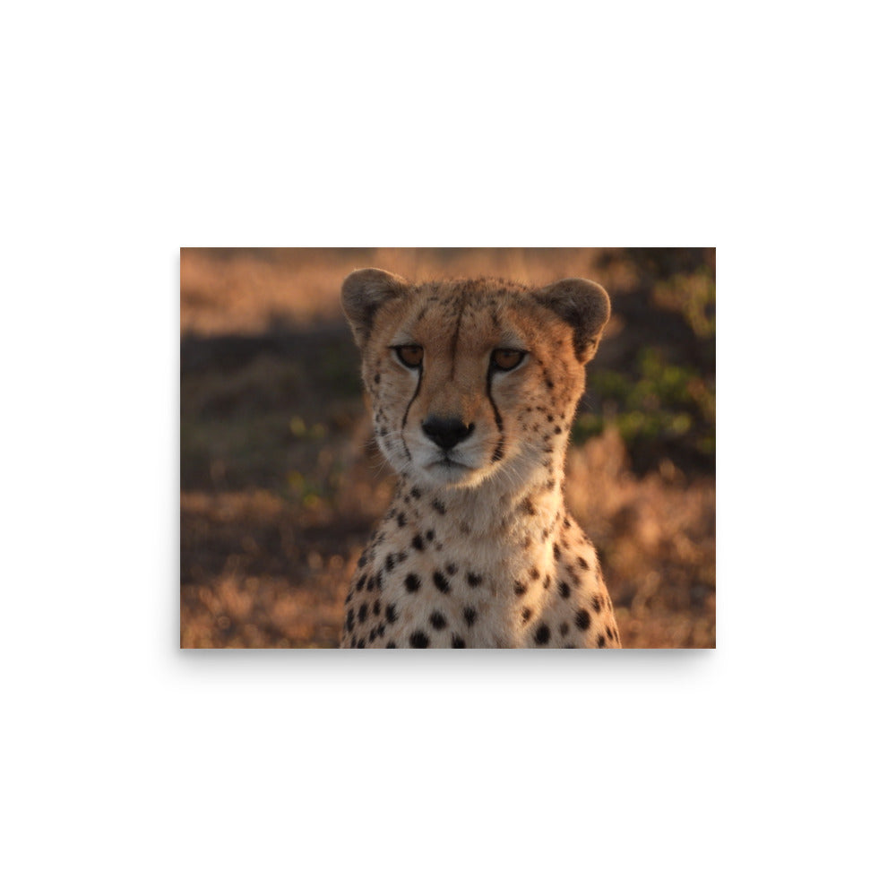 Cheetah in Naboisho Conservancy, Kenya - Photo Print