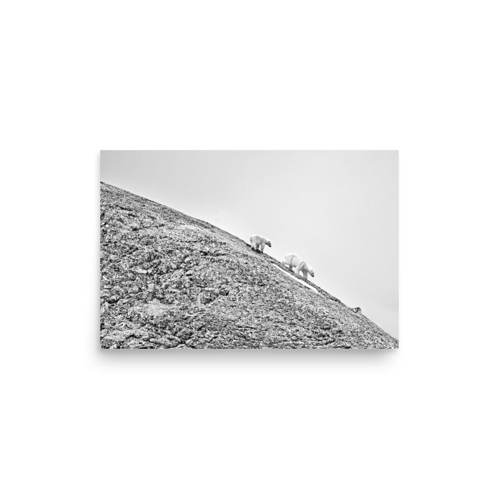 Polar Bears in Svalbard, Norway - Photo Print