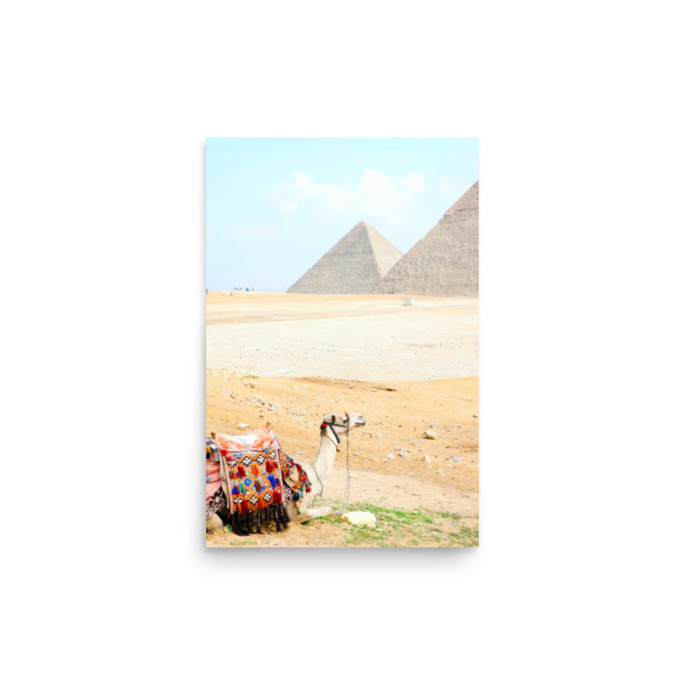 Camel at Pyramids of Giza, Egypt - Photo Print