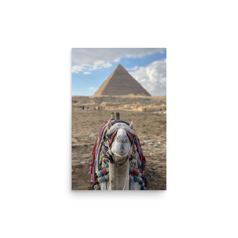 Camel at Pyramids of Giza, Egypt - Photo Print