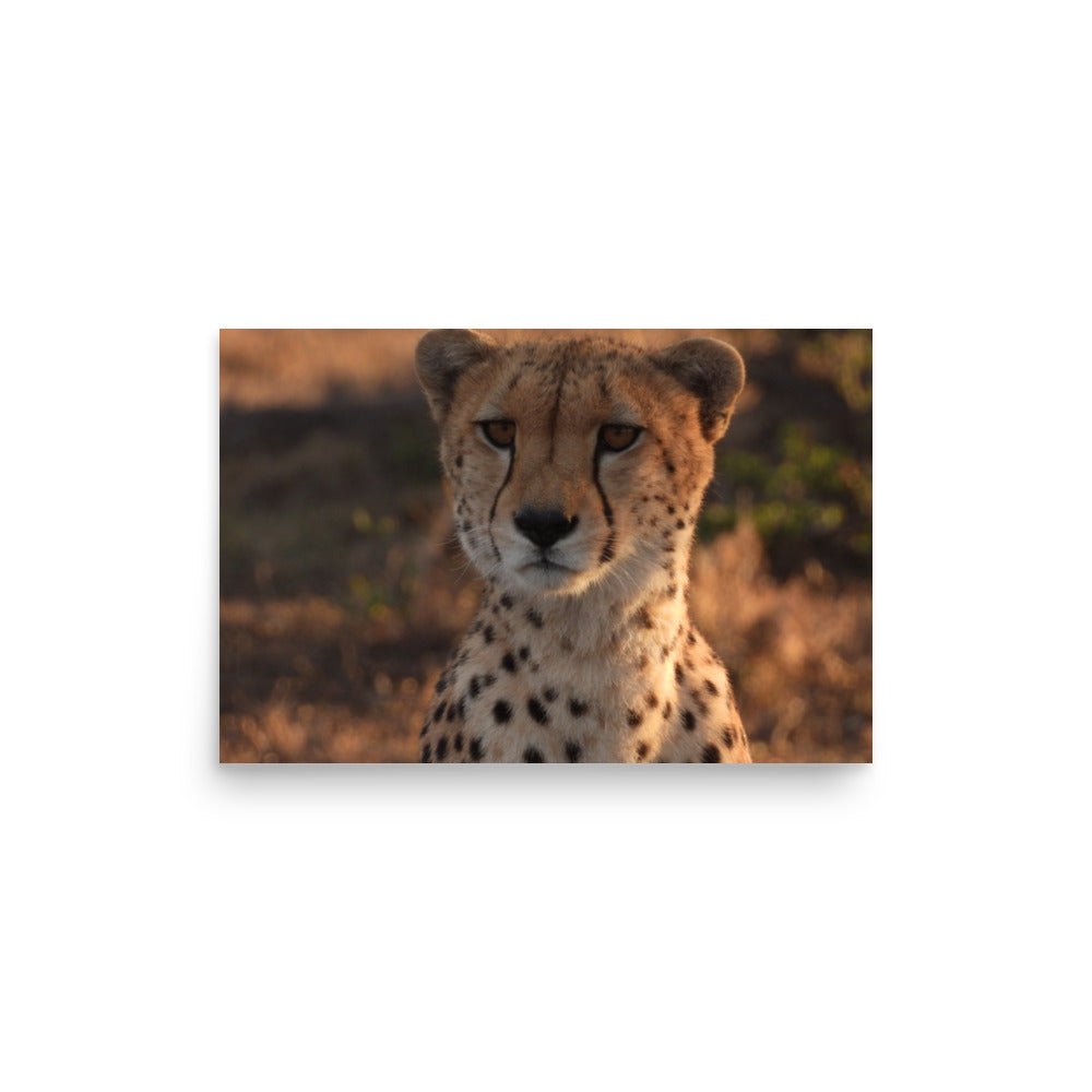 Cheetah in Naboisho Conservancy, Kenya - Photo Print