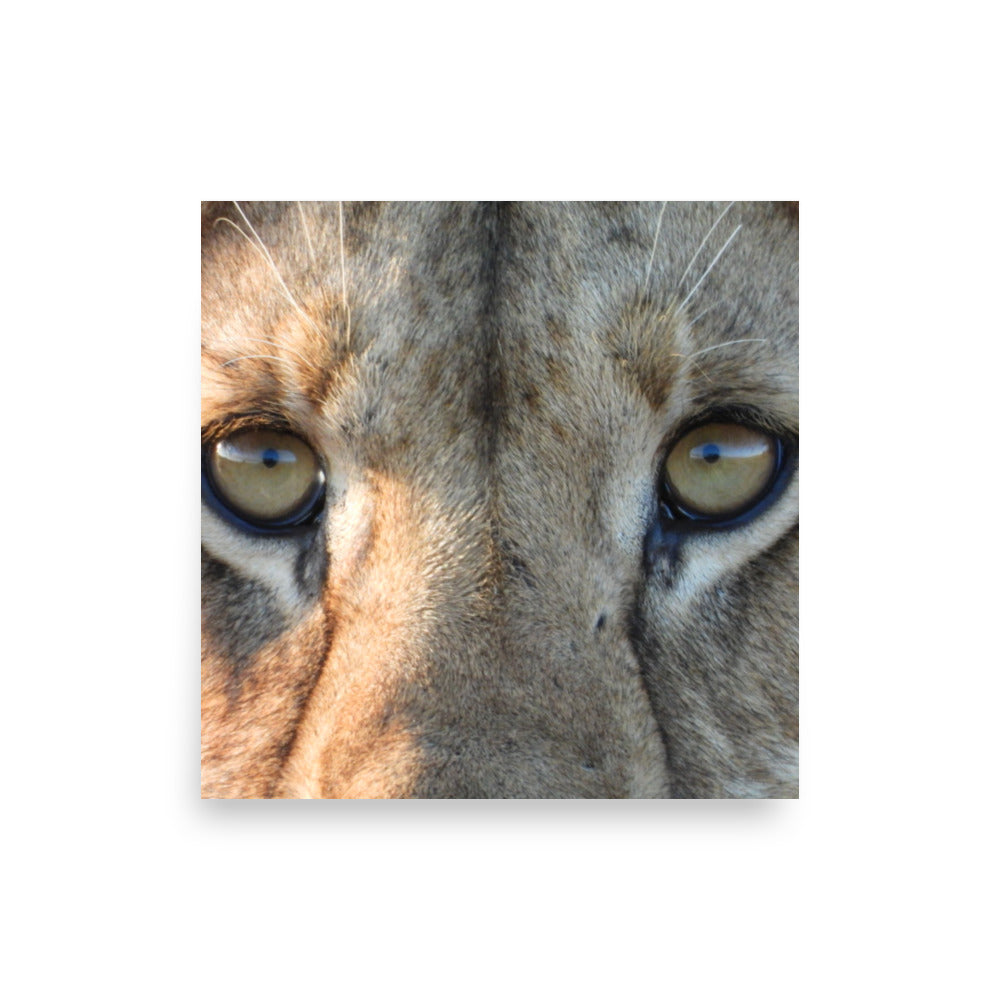 Lioness eyes in Chobe National Park, Botswana - Photos Print