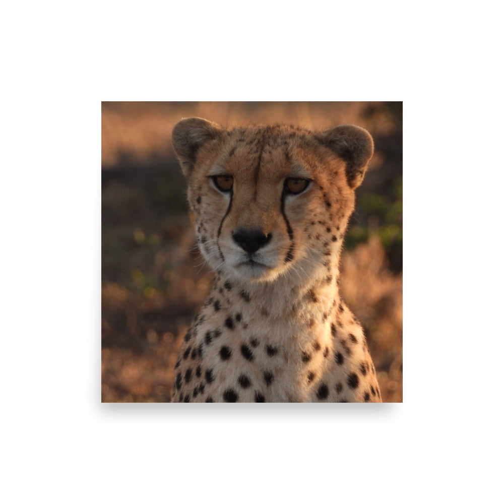 Cheetah in Naboisho Conservancy, Kenya - Photo Print