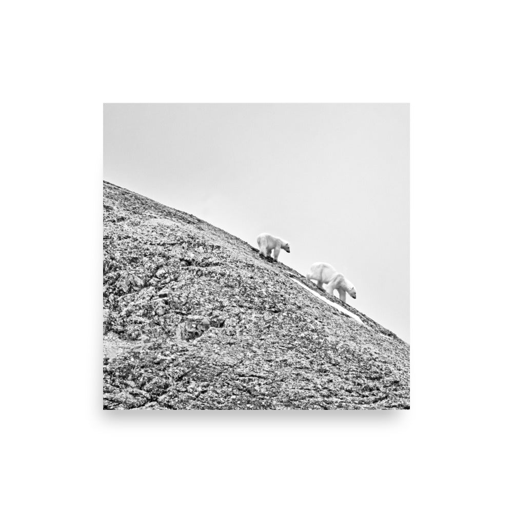 Polar Bears in Svalbard, Norway - Photo Print