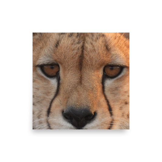 Cheetah eyes in Naboisho Conservancy, Kenya - Photo Print