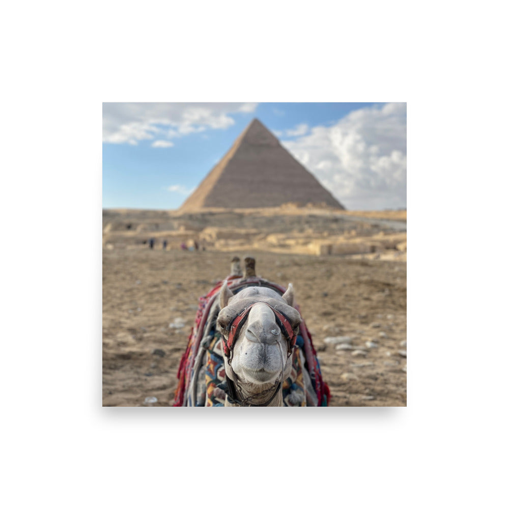 Camel at Pyramids of Giza, Egypt - Photo Print