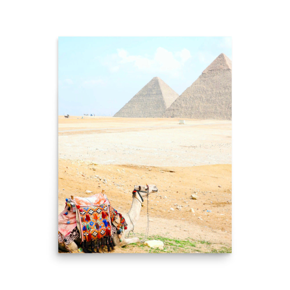 Camel at Pyramids of Giza, Egypt - Photo Print