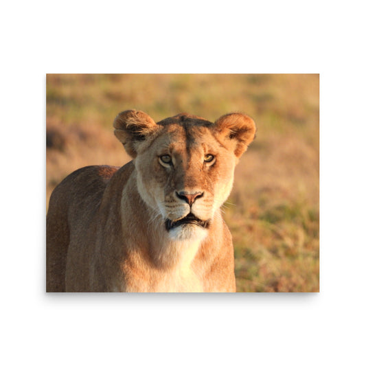 Lioness in Chobe National Park, Botswana - Photo Print