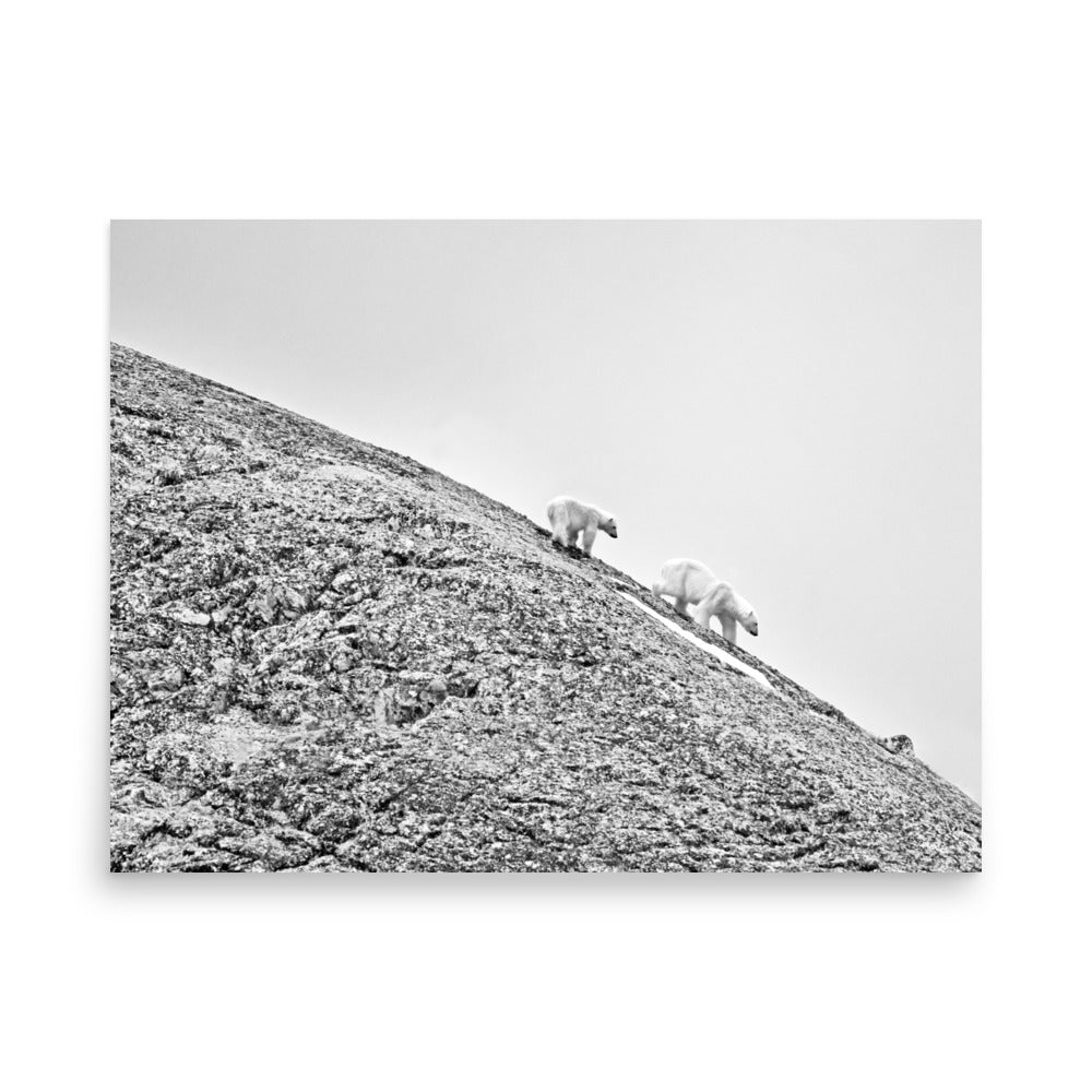 Polar Bears in Svalbard, Norway - Photo Print