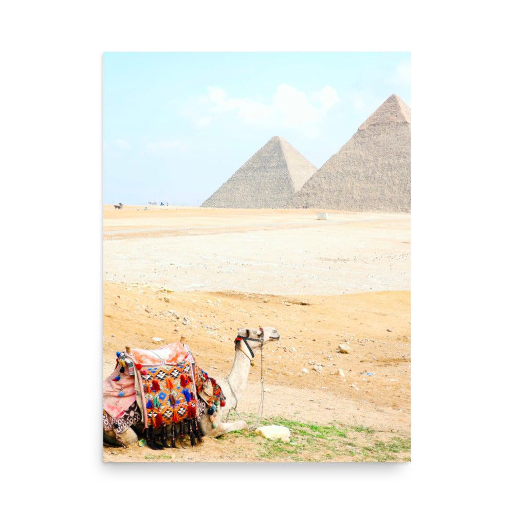 Camel at Pyramids of Giza, Egypt - Photo Print