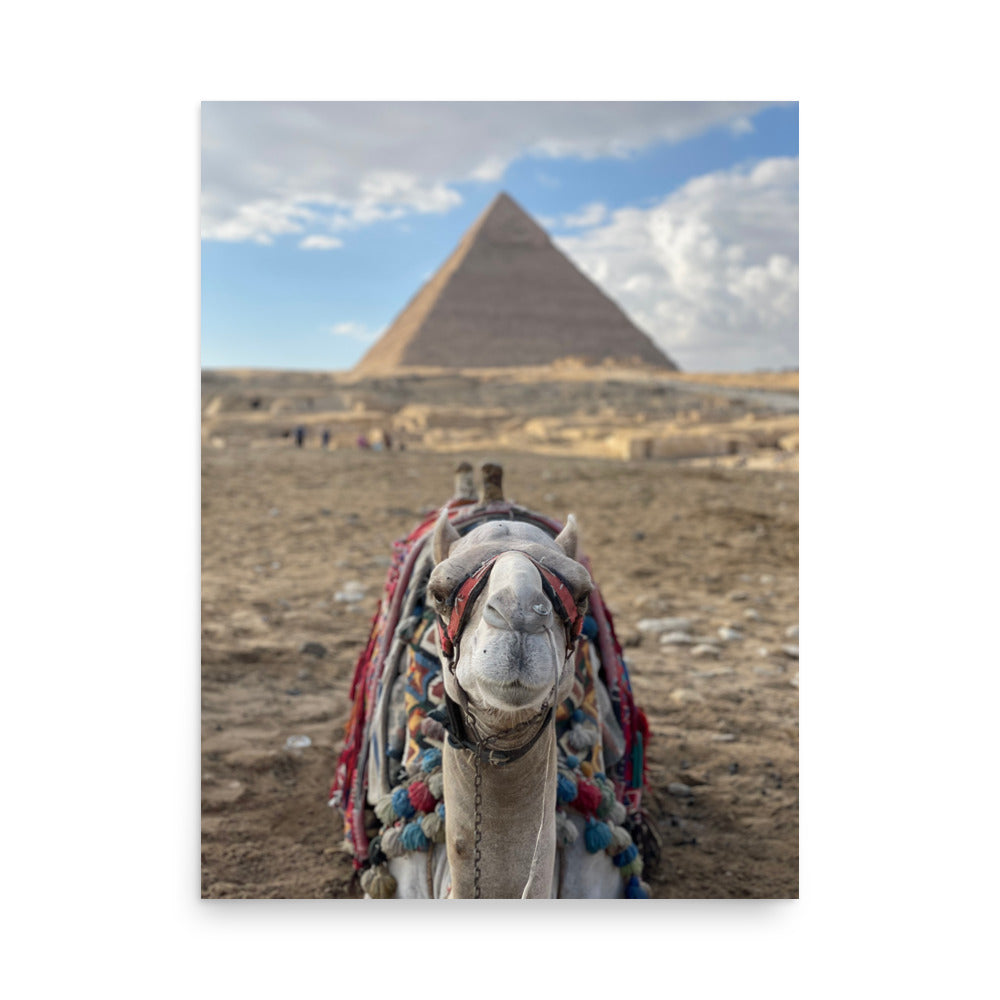 Camel at Pyramids of Giza, Egypt - Photo Print