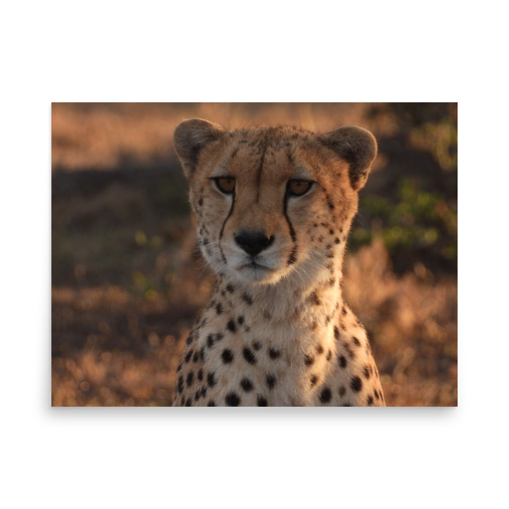 Cheetah in Naboisho Conservancy, Kenya - Photo Print