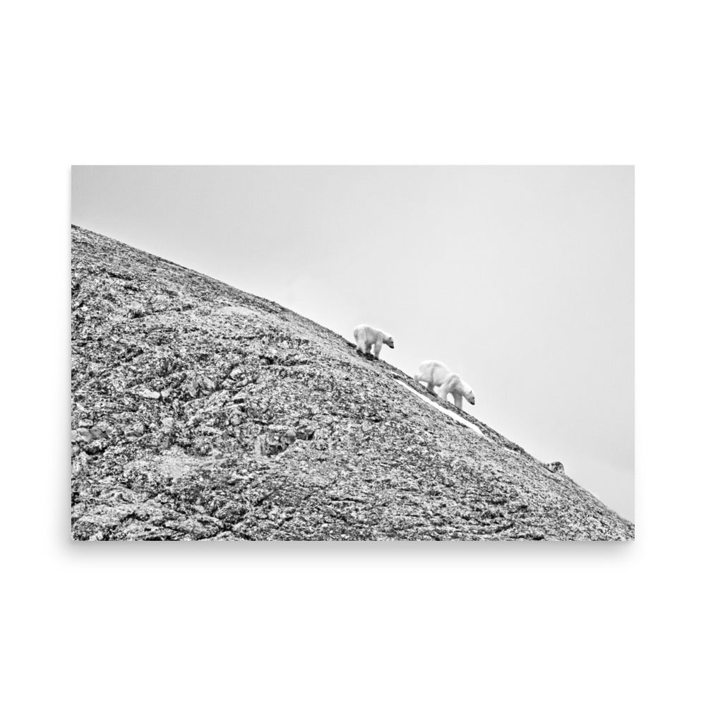 Polar Bears in Svalbard, Norway - Photo Print