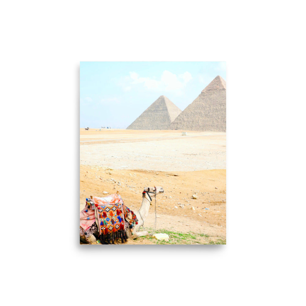 Camel at Pyramids of Giza, Egypt - Photo Print