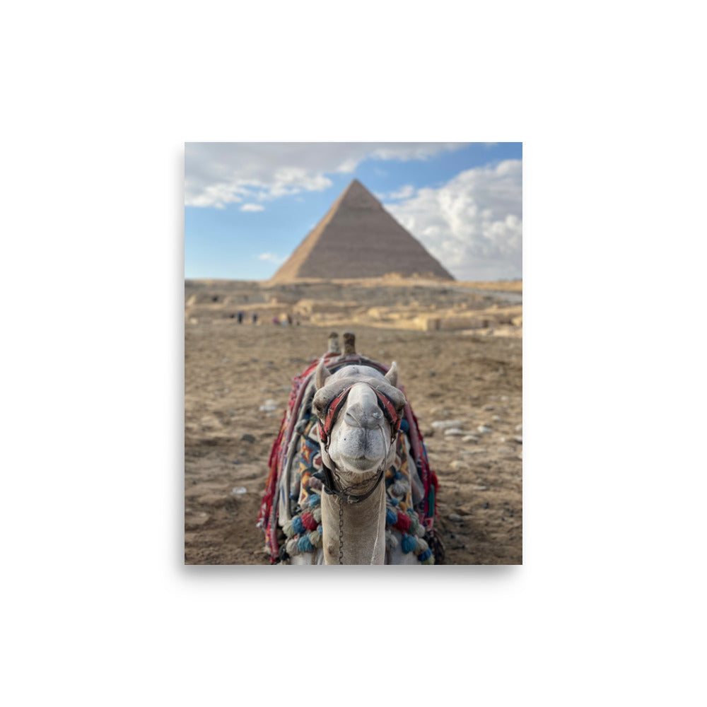 Camel at Pyramids of Giza, Egypt - Photo Print