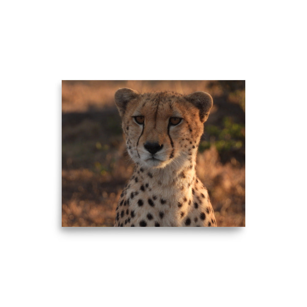 Cheetah in Naboisho Conservancy, Kenya - Photo Print